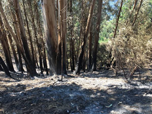 photo of eucalyptus trees still standing where grass burned