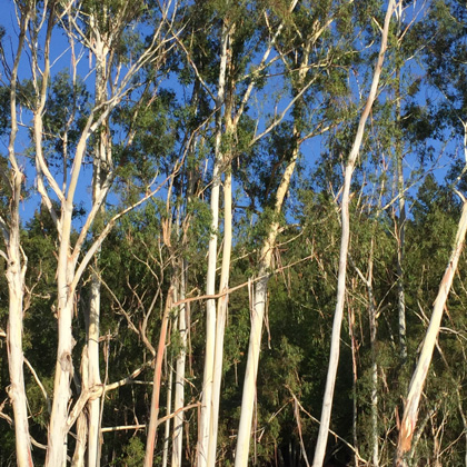 photo of eucalyptus-grove