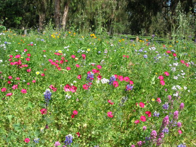 wildflowers in wild grass